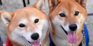 Dogecoin Price Climbs as Shiba Inu Spikes to 8-Month High - Decrypt