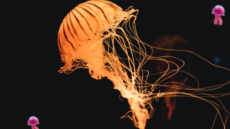 Jellyverse Launches its Synthetic Assets Protocol jAssets