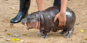 Solana Meme Coin Moo Deng Flies 530% in a Week Amid 'Macro Hopium' - Decrypt