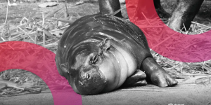 Moo Deng Surges As Viral Pygmy Hippo’s Birthday Plans Revealed by Zoo - Decrypt
