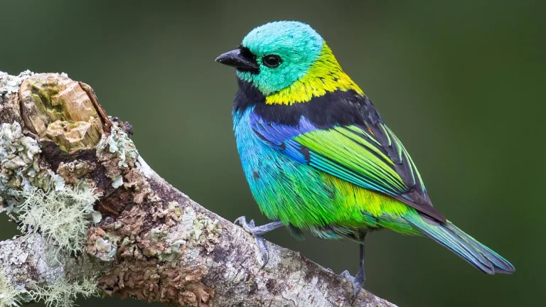AI Measured 15,000 Museum Bird Skeletons — And Rewrote How We Picture Evolution's Pace - EGamers.io - P2E NFT Games Portal