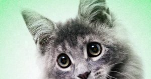 that heartwarming animal clip in your feed assume its fake 2026 In April, Mibbby Butler believed Brooklyn had finally turned up. A stranger texted her a photo of the cat perched on a kitchen counter, cradled in a girl's arms &mdash; four days after her roommate's boyfriend allegedly took him and abandoned him a half-hour away in the Los Angeles suburbs.